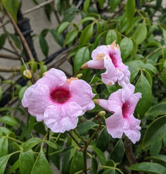 Pandorea jasminoides 'Rosea'