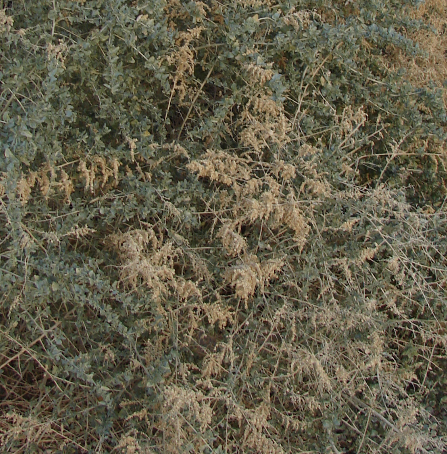 Atriplex lentiformis