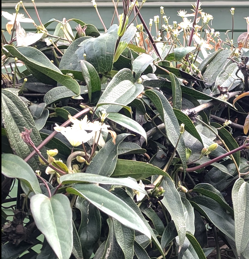 Clematis armandii