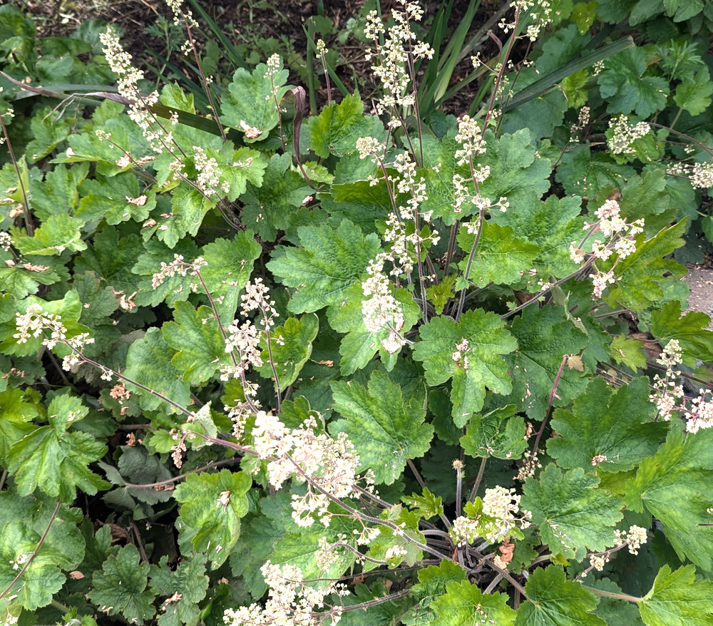 Heuchera maxima