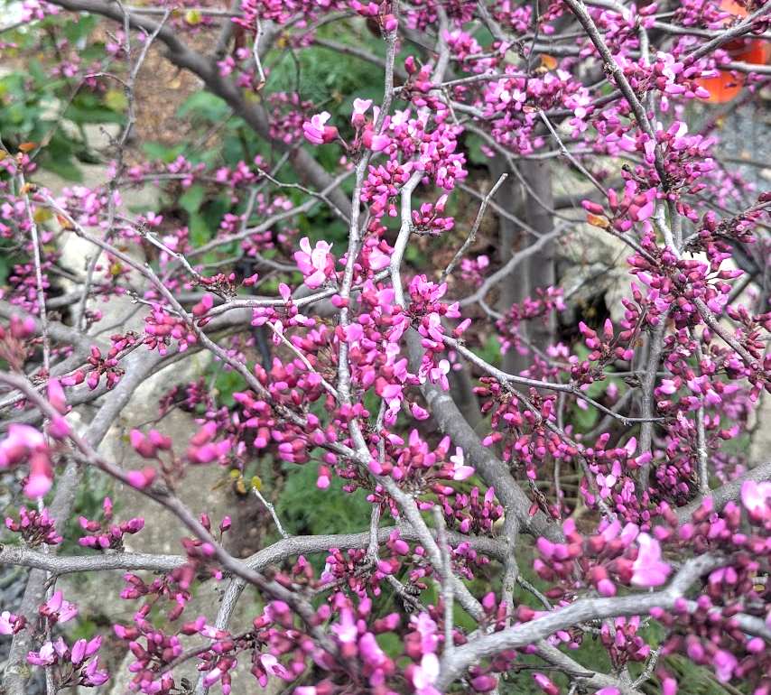 Cercis occidentalis
