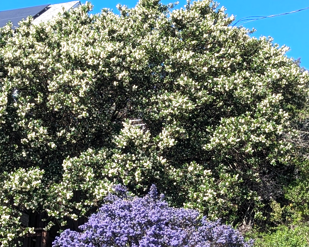 Ceanothus thyrsiflorus 'Snow Flurry'