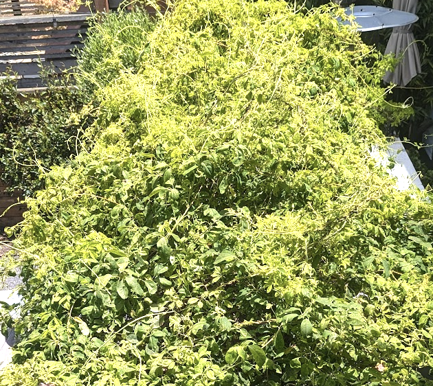 Akebia quinata 'Alba'