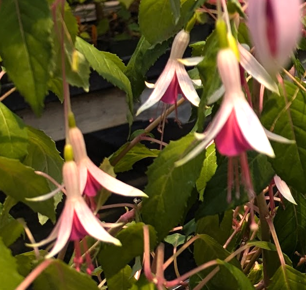 Fuchsia 'Galfrey Lye'