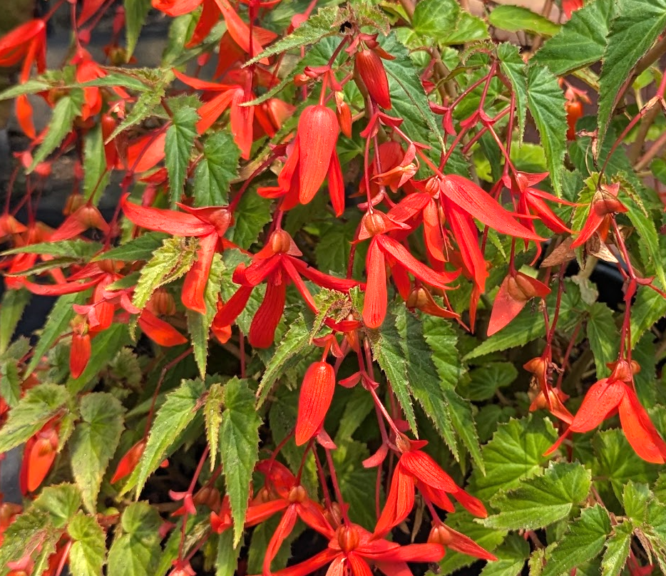 Begonia boliviensis 'Santa Cruz'