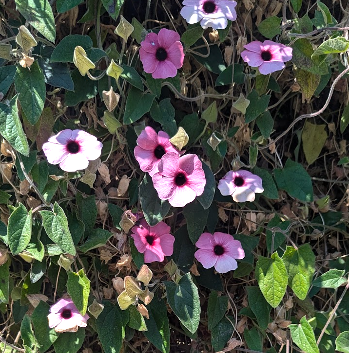 thunbergia rose sensation seeds Thunbergia alata 'Sunny Susy Rose Sensation' – Heron's Head Nursery