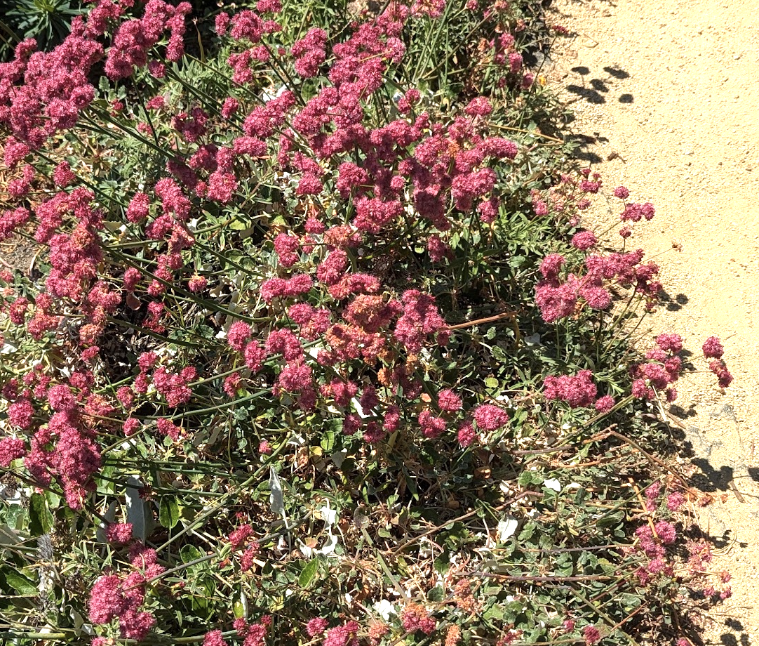 Eriogonum grande var. rubescens