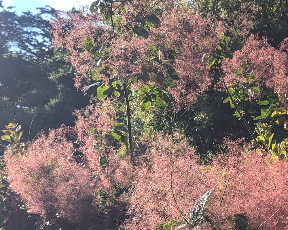 Cotinus coggygria 'Golden Spirit'