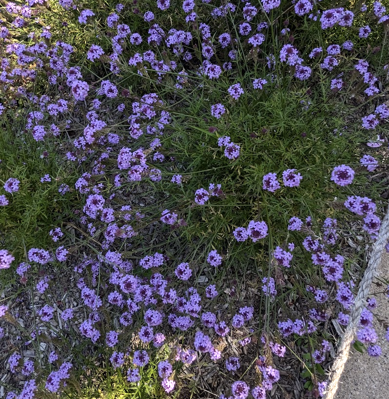 Verbena lilacina 'De La Mina'