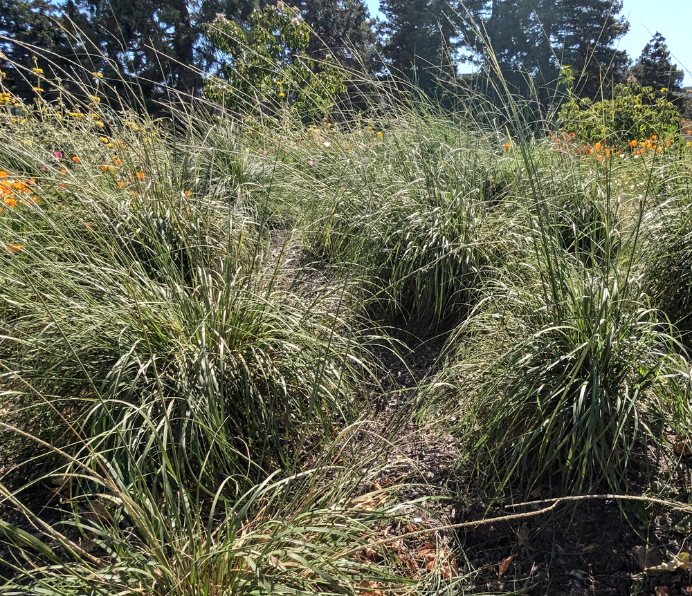 Muhlenbergia rigens