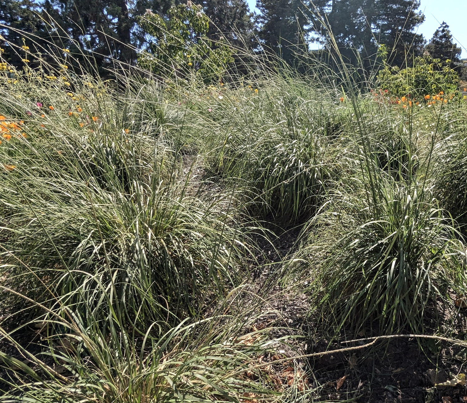 Muhlenbergia rigens