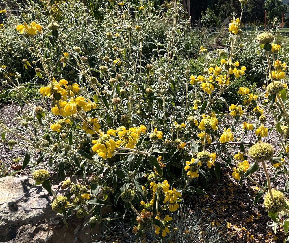 Phlomis fruticosa