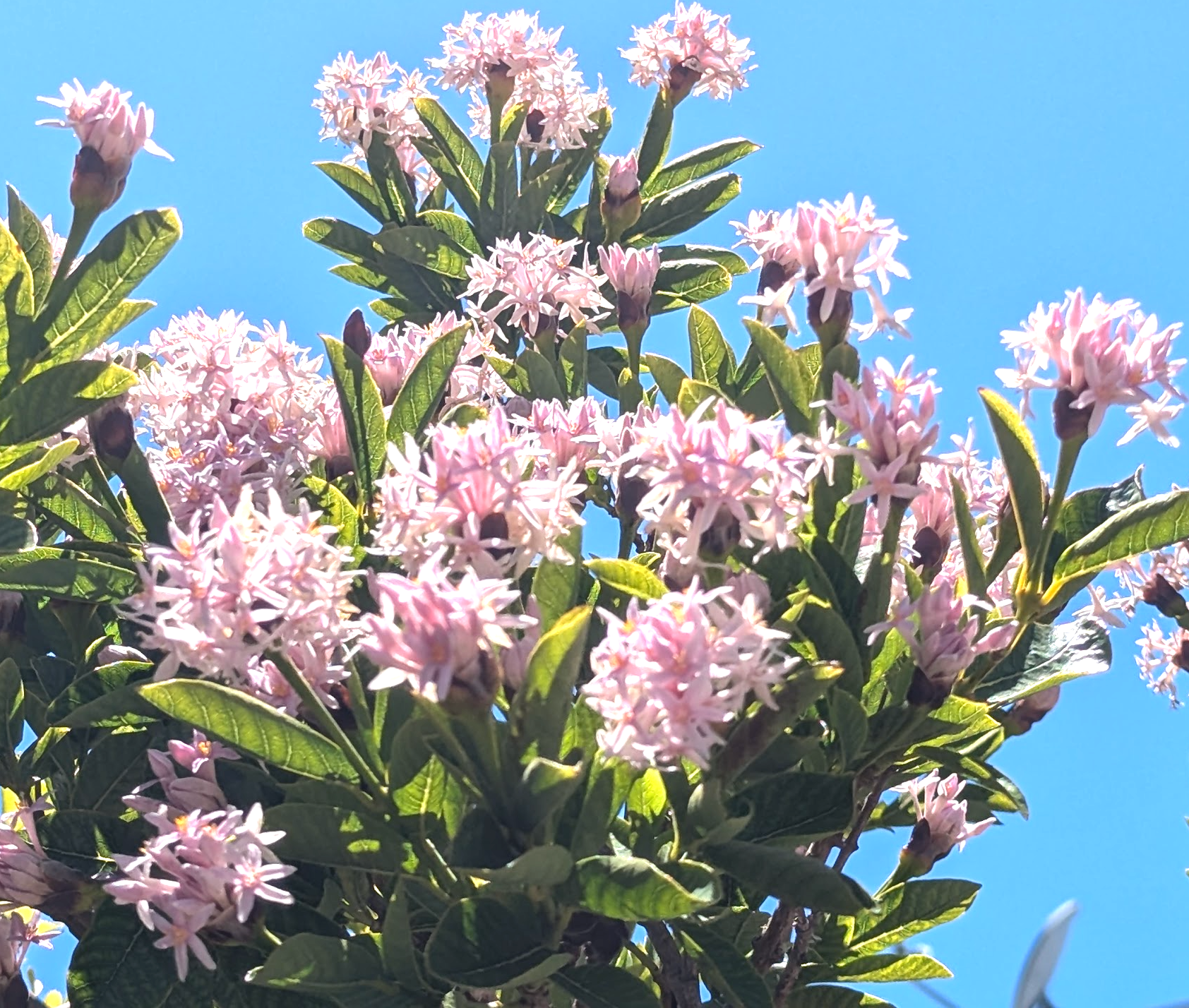 Dais cotinifolia