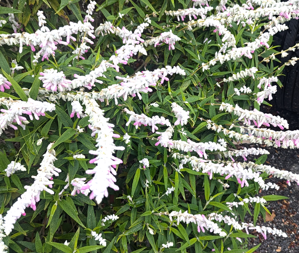 Salvia leucantha 'White Mischief'