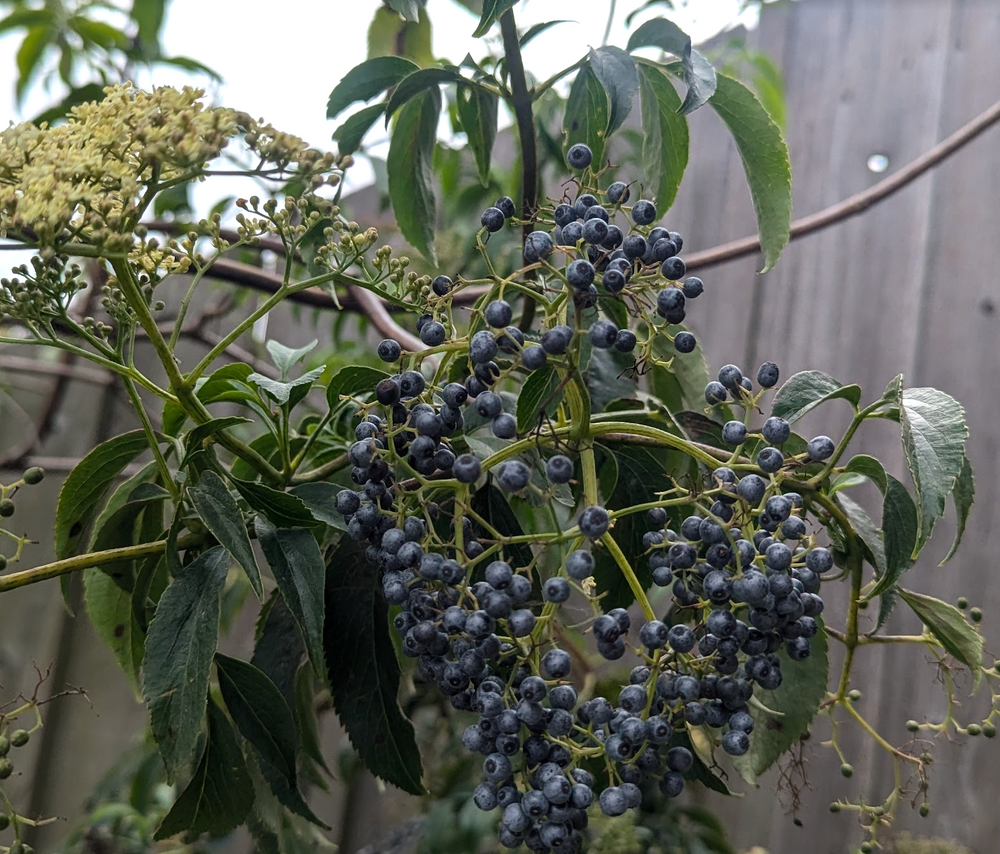 Sambucus mexicana (nigra ssp. caerulea)