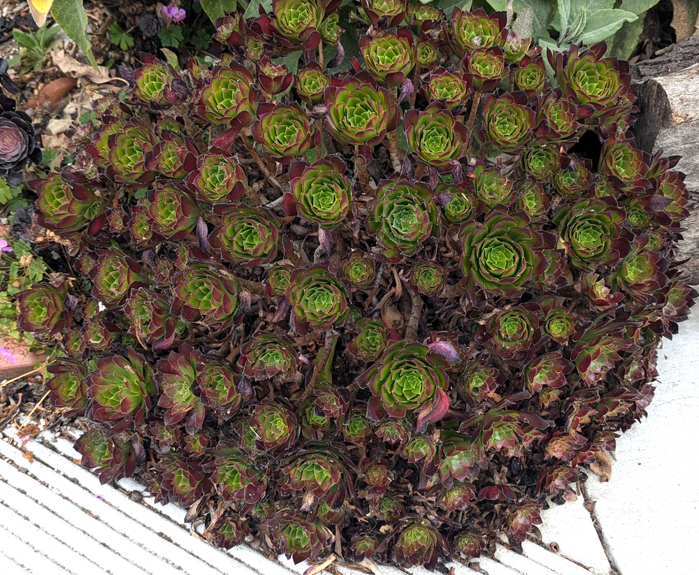 Aeonium 'Jack Catlin'