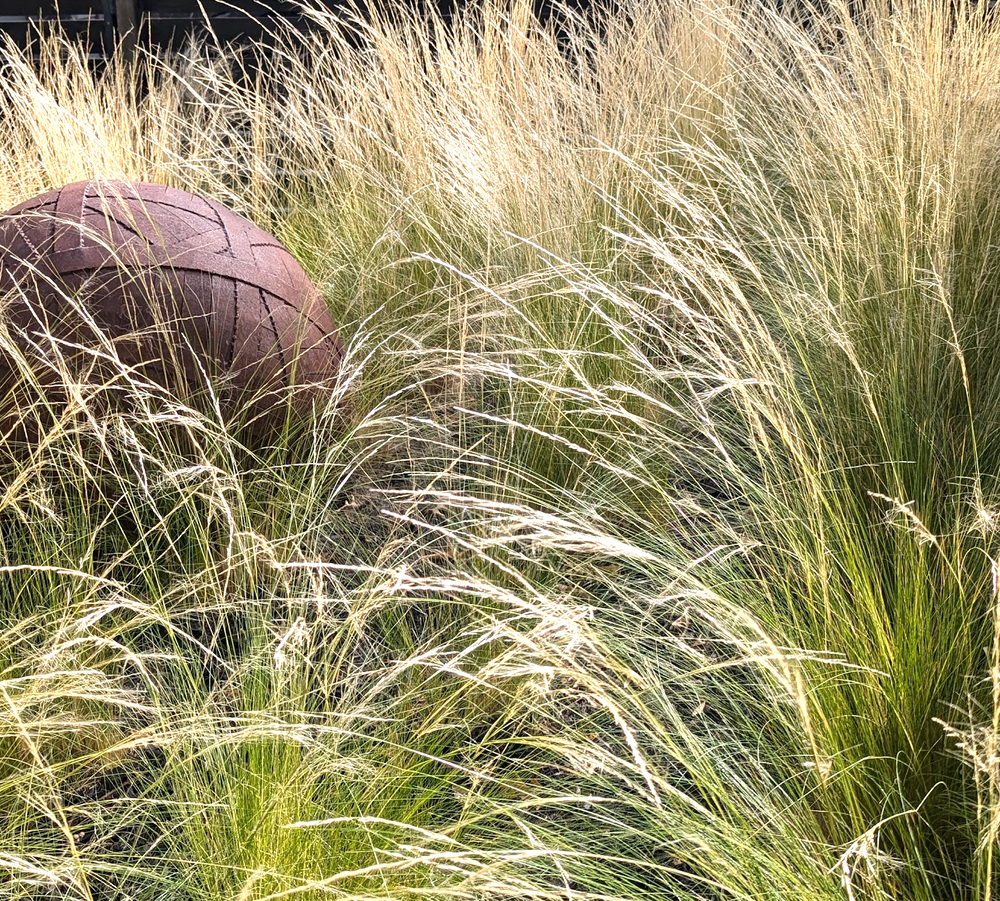 Nassella (Stipa) tenuissima