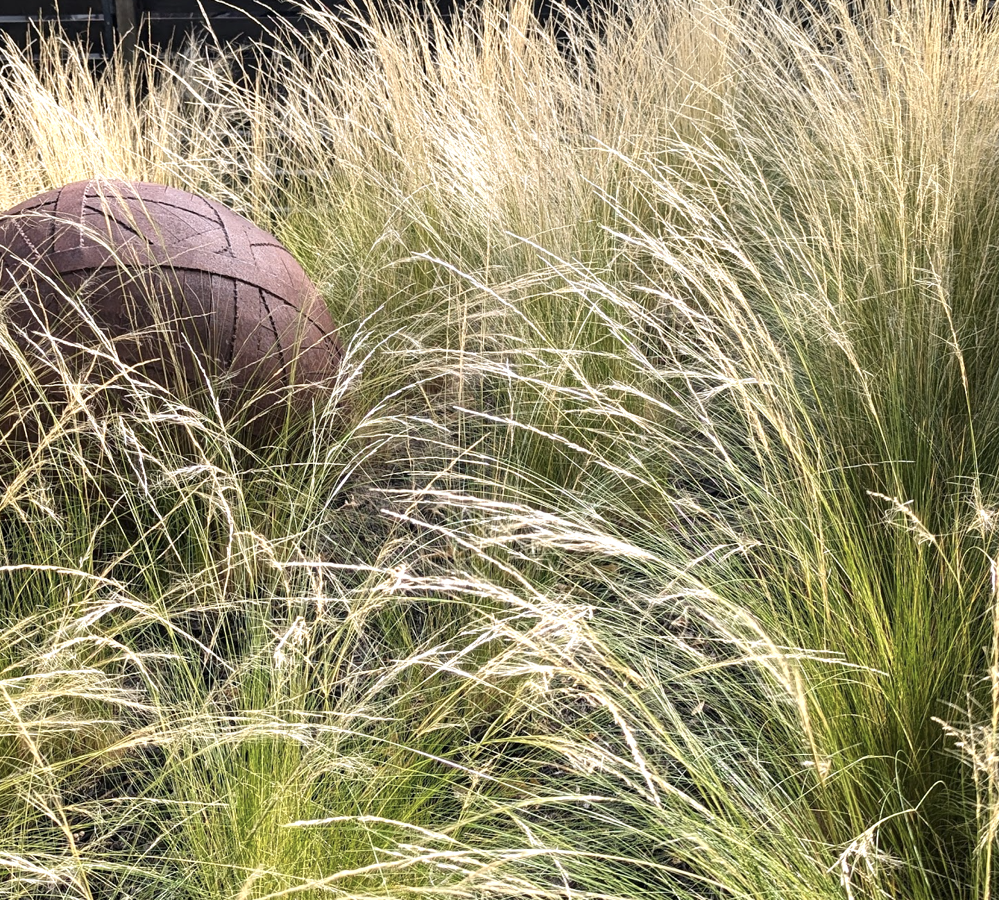 Nassella (Stipa) tenuissima