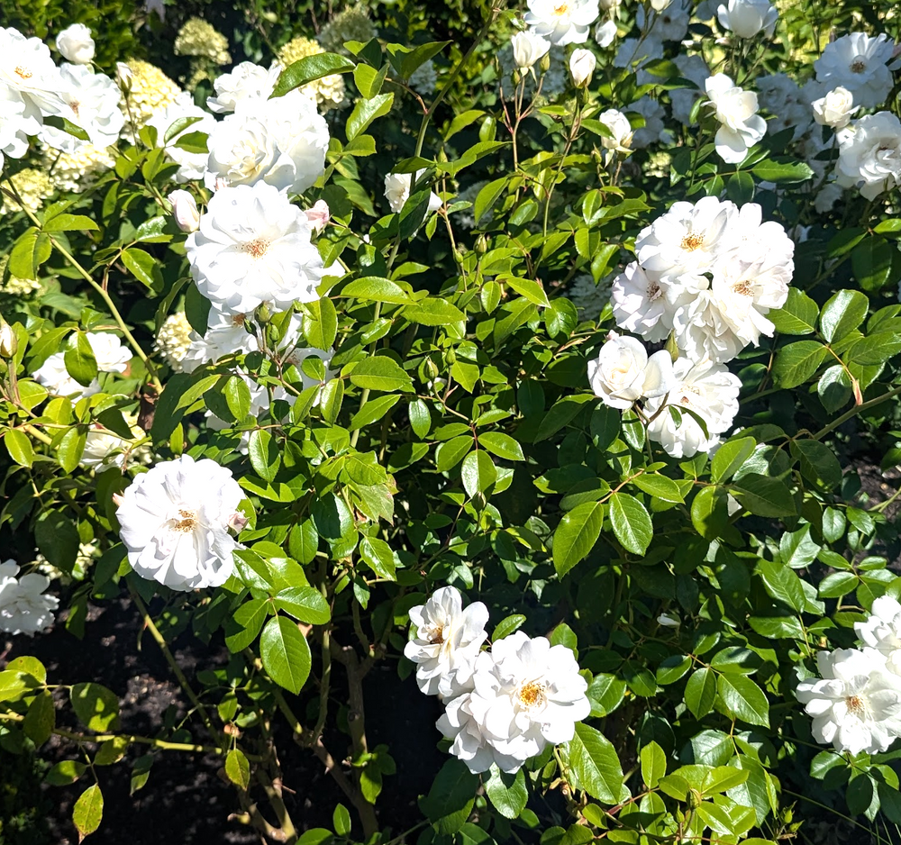 Rosa (Rose) 'Iceberg'®