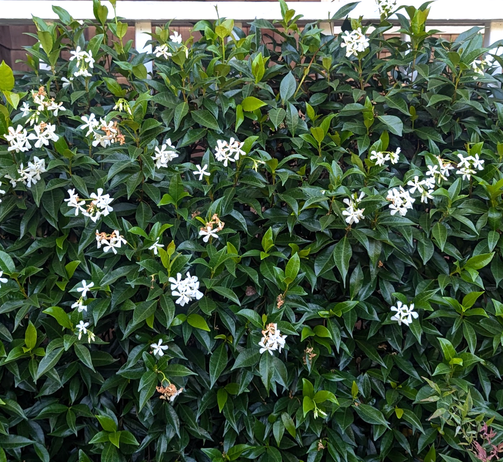 Trachelospermum jasminoides