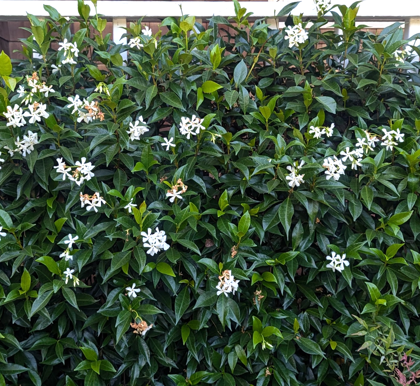 Trachelospermum jasminoides