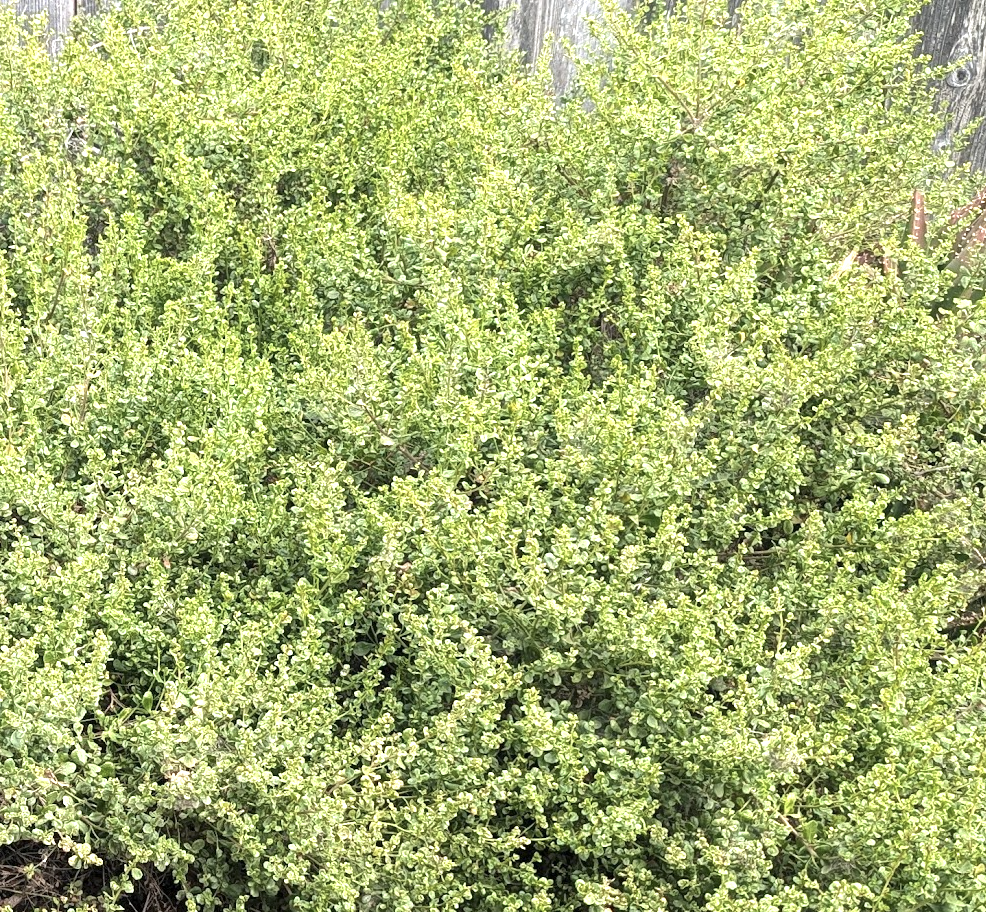 Baccharis pilularis 'Pigeon Point'