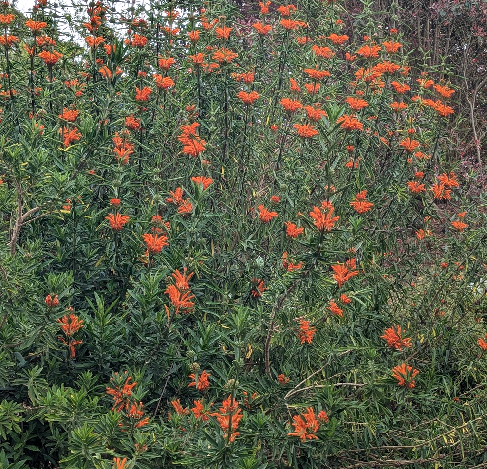 Leonotis leonurus