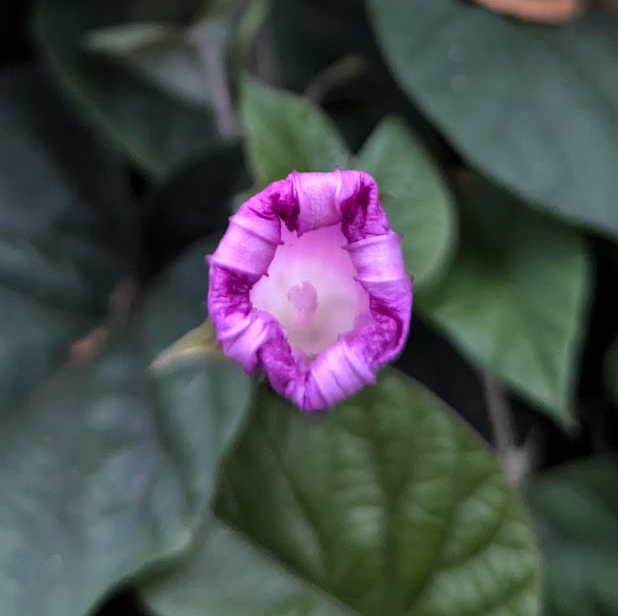 Ipomoea acuminata (indica) 'Daybreak'