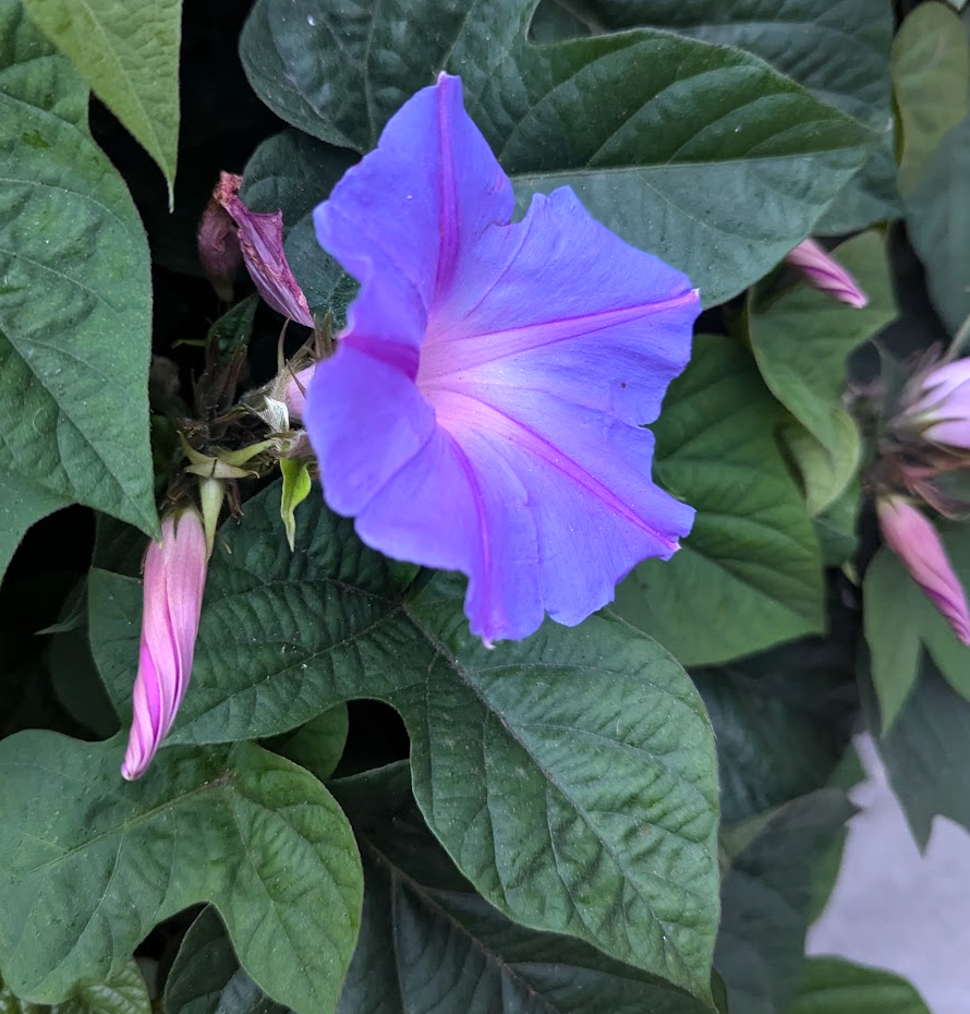 Ipomoea acuminata (indica) 'Daybreak'