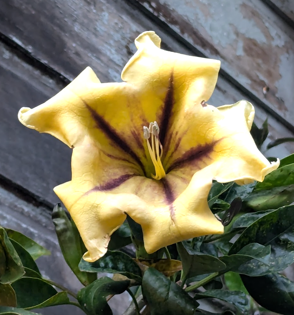 Solandra maxima