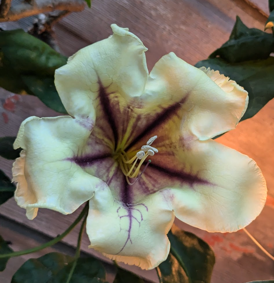 Solandra maxima
