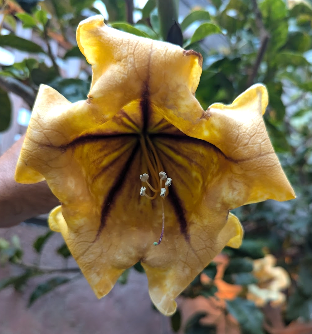 Solandra maxima
