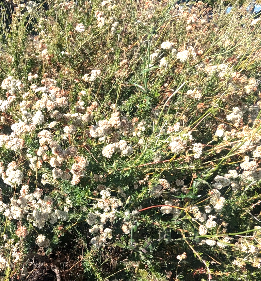Eriogonum fasciculatum 'Warriner Lytle'