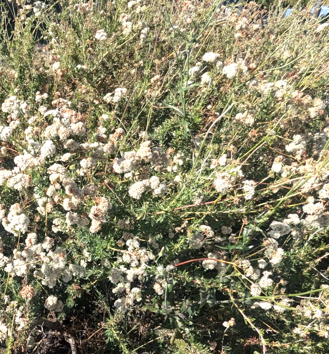 Eriogonum fasciculatum 'Warriner Lytle'