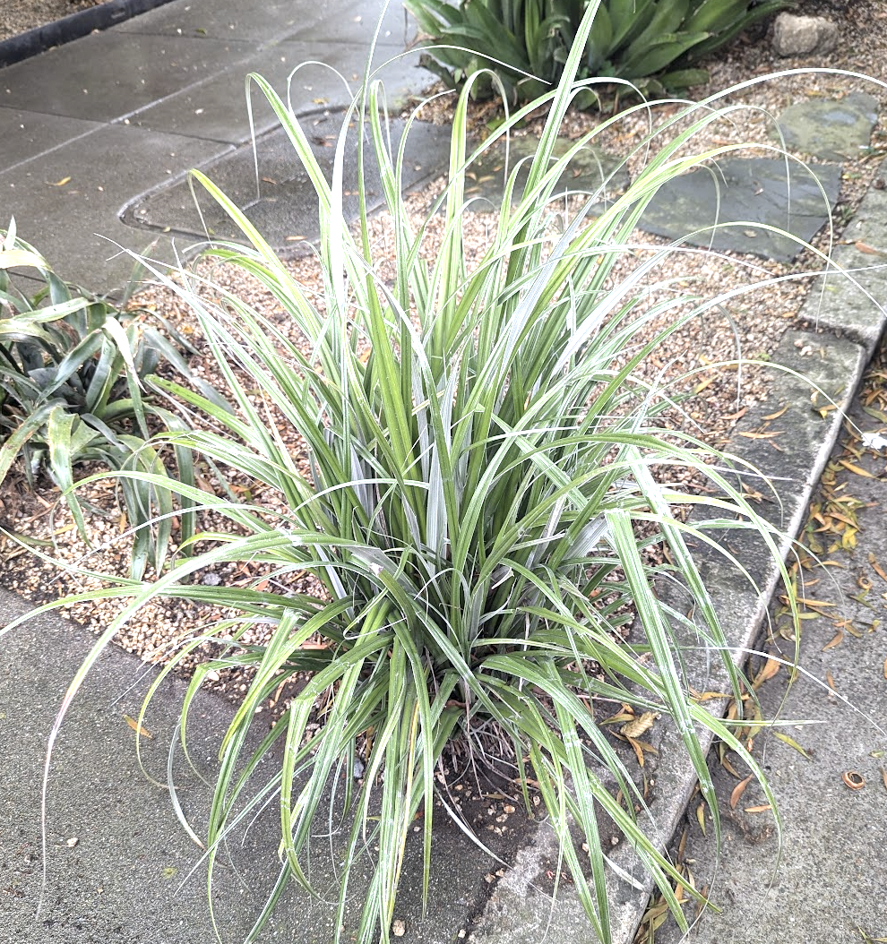 Astelia banksii