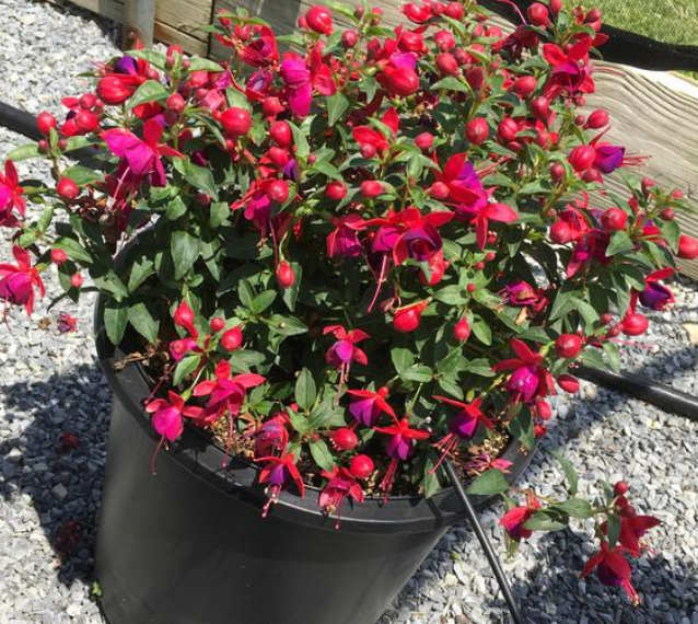 Fuchsia Jollies 'Nantes'