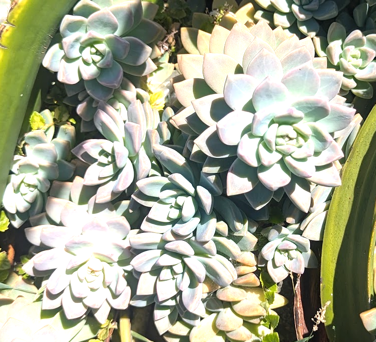 Graptopetalum paraguayense 'Pinky'