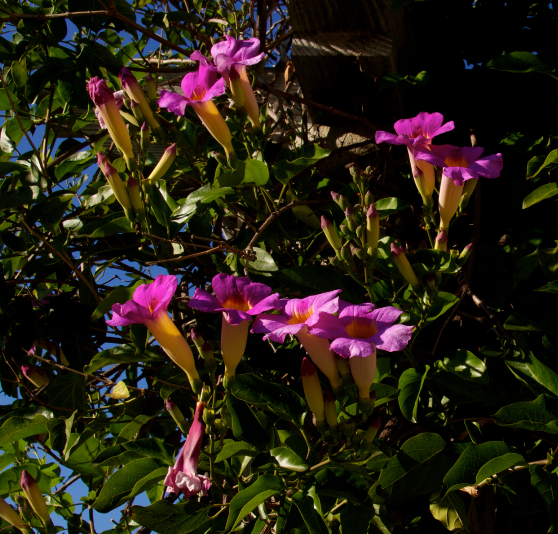 Distictus 'Rivers'
