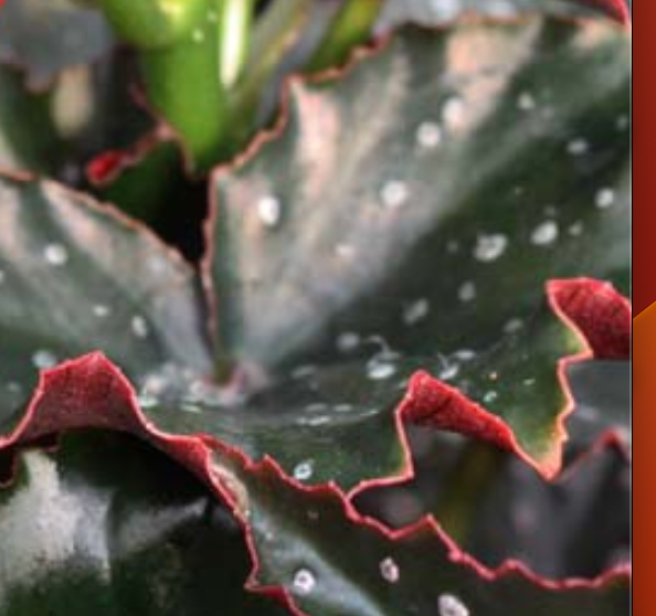 Begonia 'Fannie Moser'
