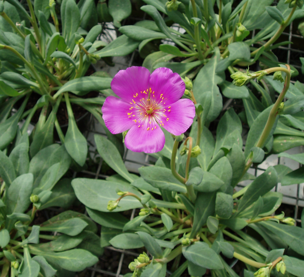Cistanthe grandiflora (Calandrinia spectabilis)