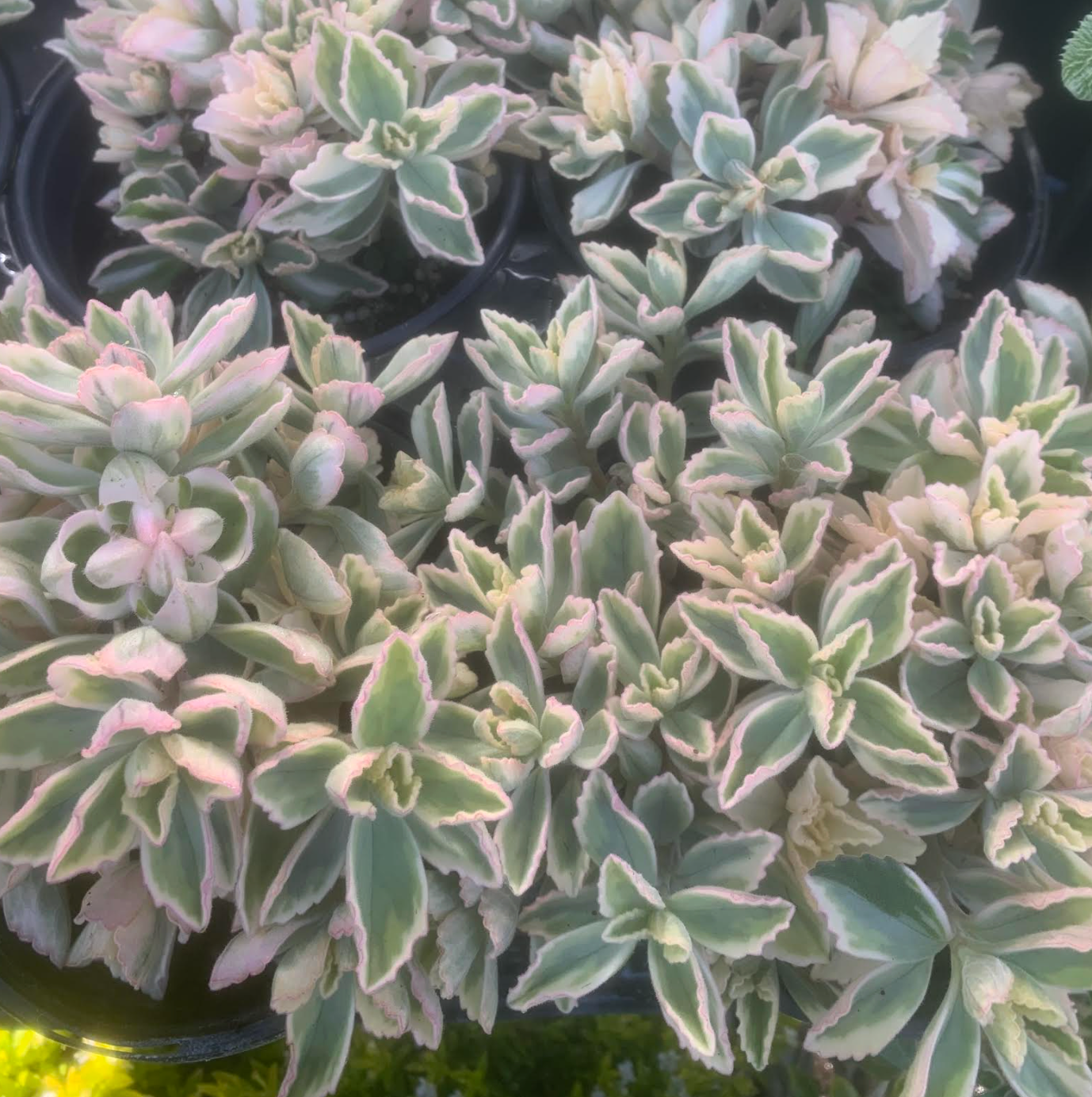 fuzzy wuzzy succulent Plectranthus neochilus 'Mike's Fuzzy Wuzzy'