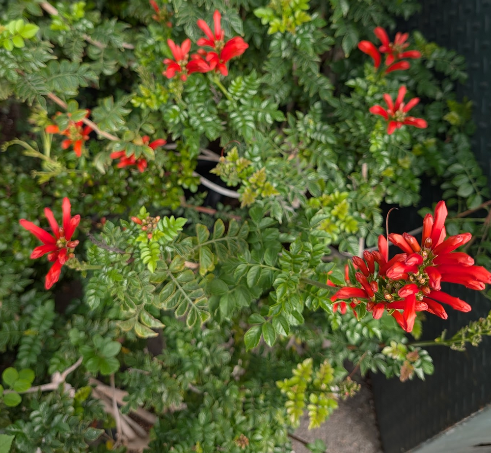 Tecomaria capensis