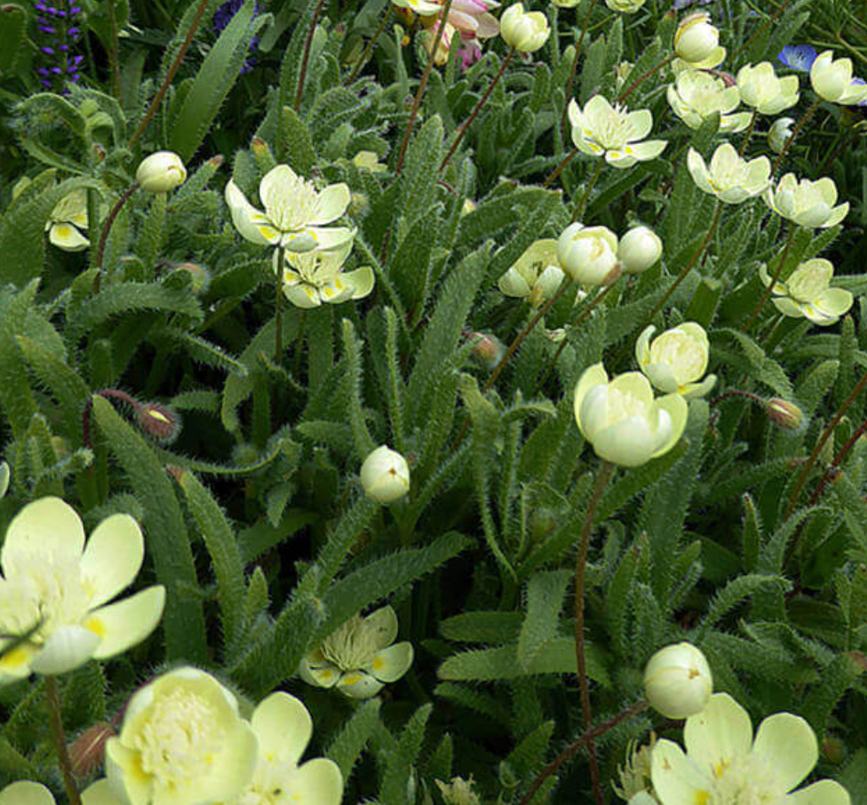 Platystemon californicus