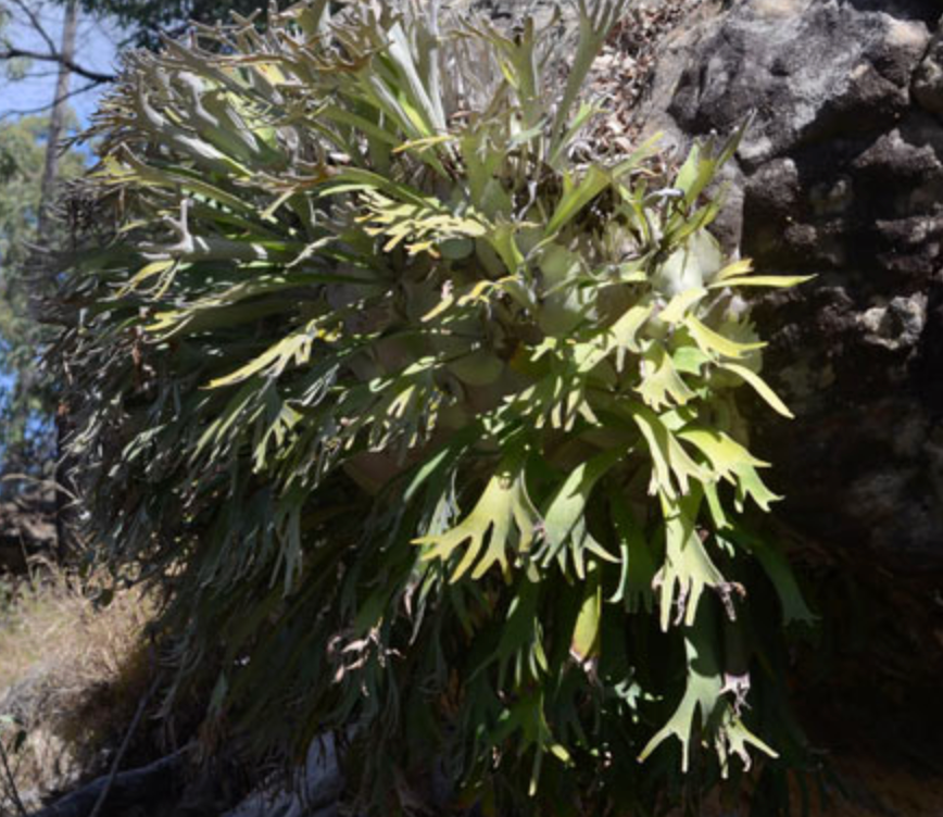 Platycerium veitchii