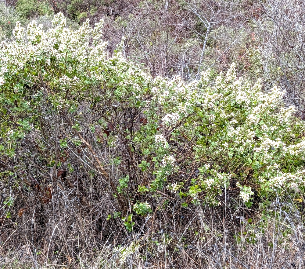 Baccharis pilularis (Shrub)