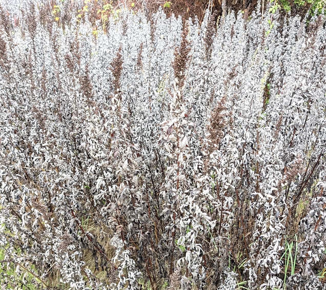 Artemisia douglasiana