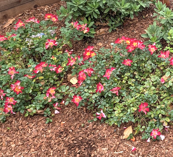 Rosa (Rose) Playful Happy Trails™