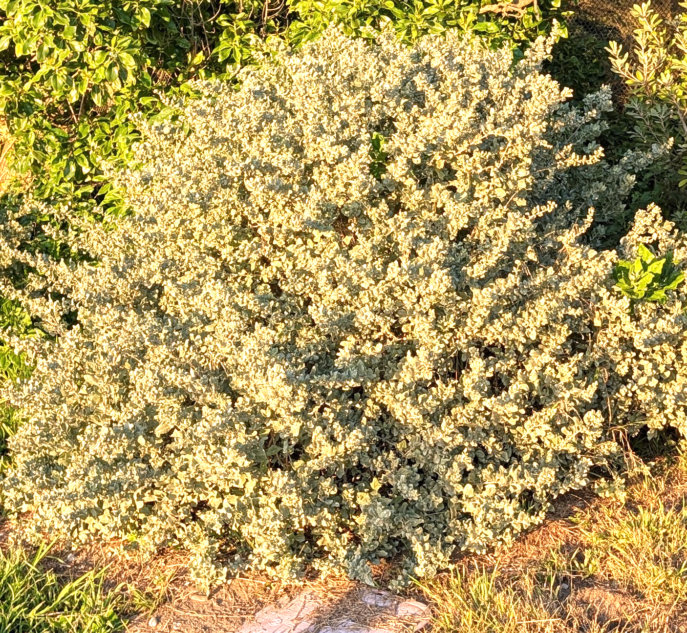 Atriplex lentiformis