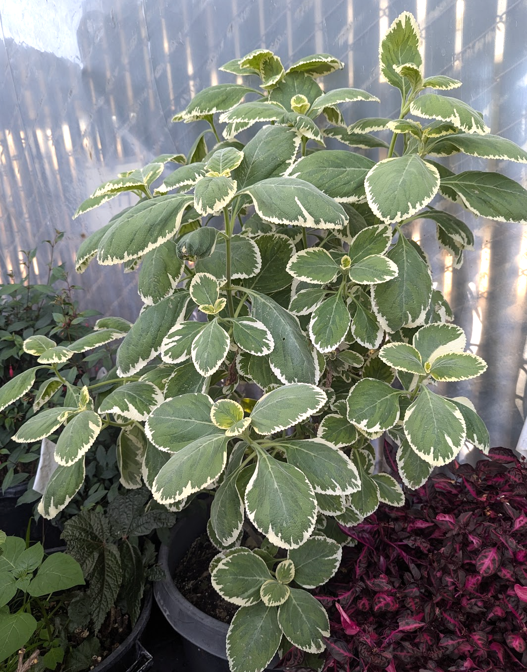 Plectranthus barbatus var. grandis ‘White Rhino’
