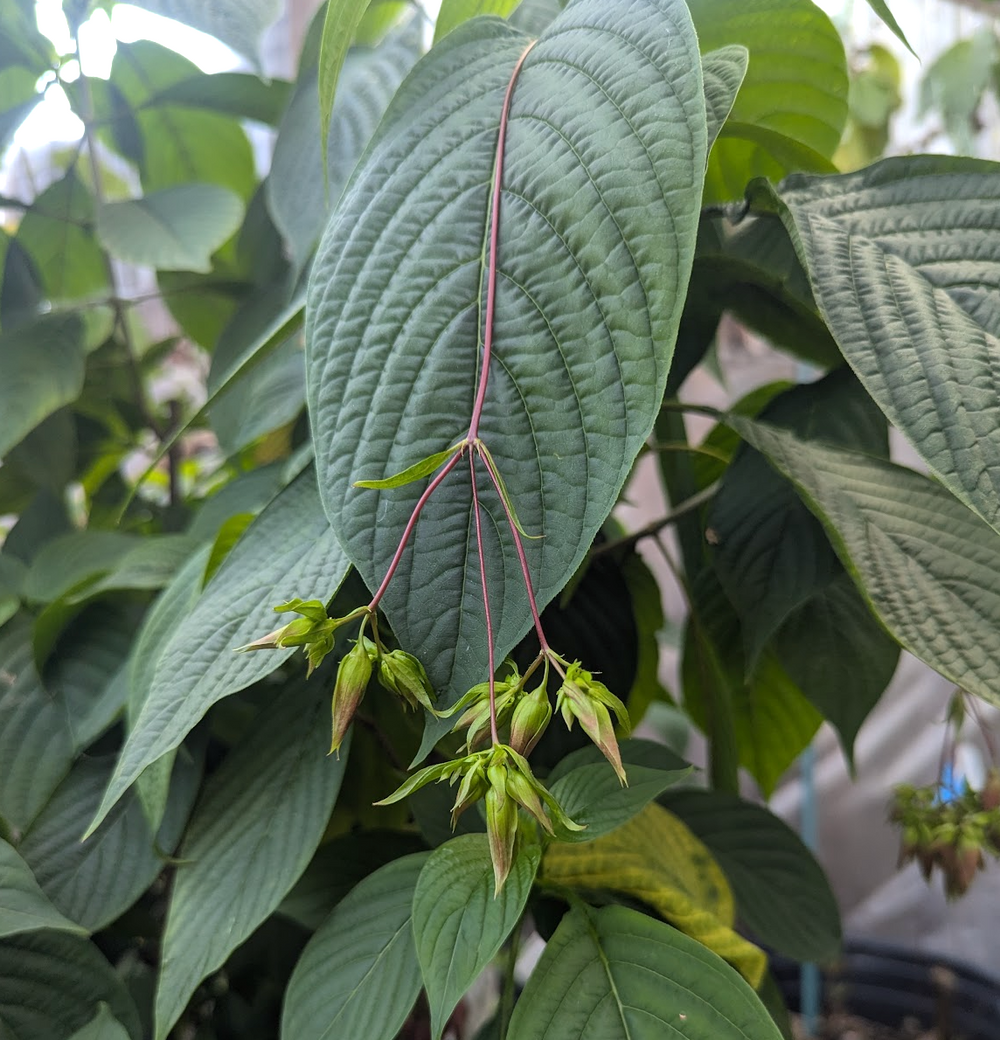 Deppea splendens "Cristobal"